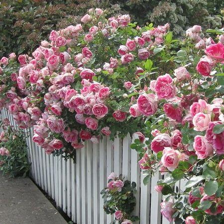 Serenade of Colors Blossom Ensemble